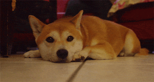 gif of a dog twitching its ears and appearing to be listening intently 