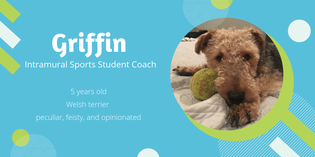 Photo of Griffin, a 5-year-old Welsh terrier who's peculiar, feisty, and opinionated. He'd made a great intramural sports student coach. 