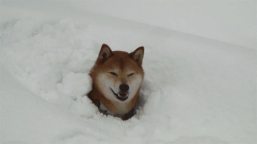 gif of a dog happily playing in the snow with a ball