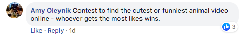 comment from Amy Oleynik that says 'Contest to find the cutest or funniest animal video online - whoever gets the most likes wins.'