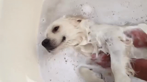 dog bath gif