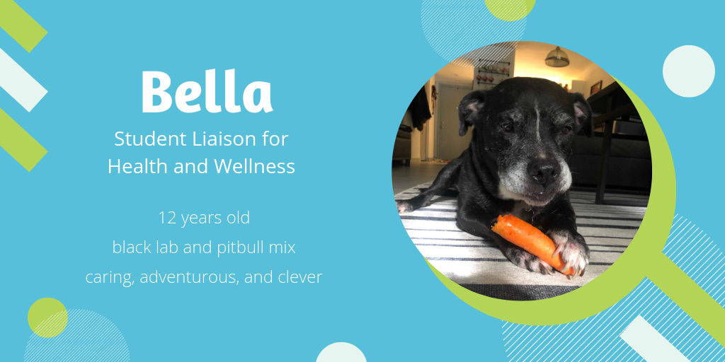 Photo of Bella, a 12-year-old black lab/pitbull mix. She's caring, adventurous, and clever. She's make a great student liaison for health and wellness.