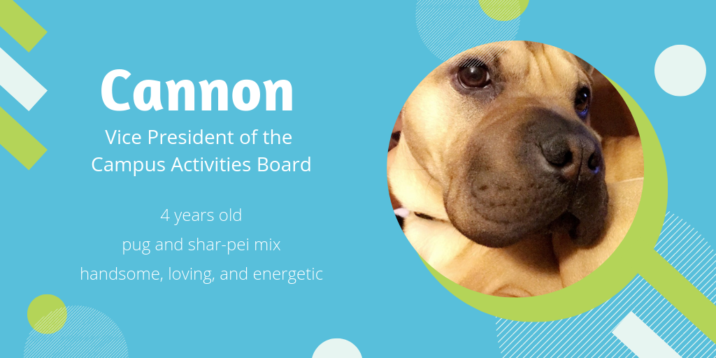 photo of Cannon, a 4-year-old pug/shar pei mix, who is handsome, loving, and energetic. He'd make a great vice president for the campus activities board.