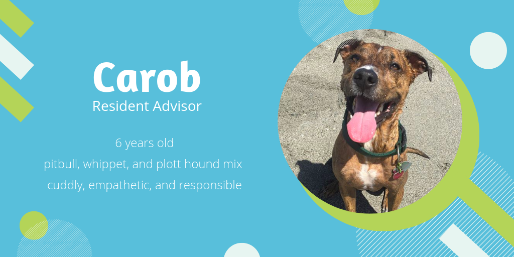 Photo of Carob, a 6-year-old pitbull/whippet/plott hound mix, who is cuddly, empathetic, and responsible. He'd make a great resident advisor.