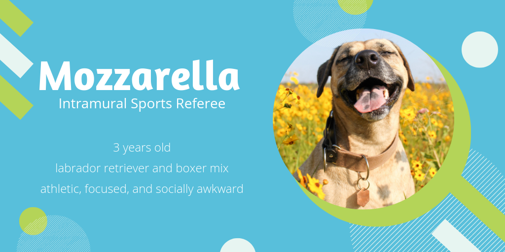 photo of Mozzarella, a 3-year-old labrador retriever/boxer mix who is athletic, focused, and socially awkward. Ella would make a great intramural sports referee.