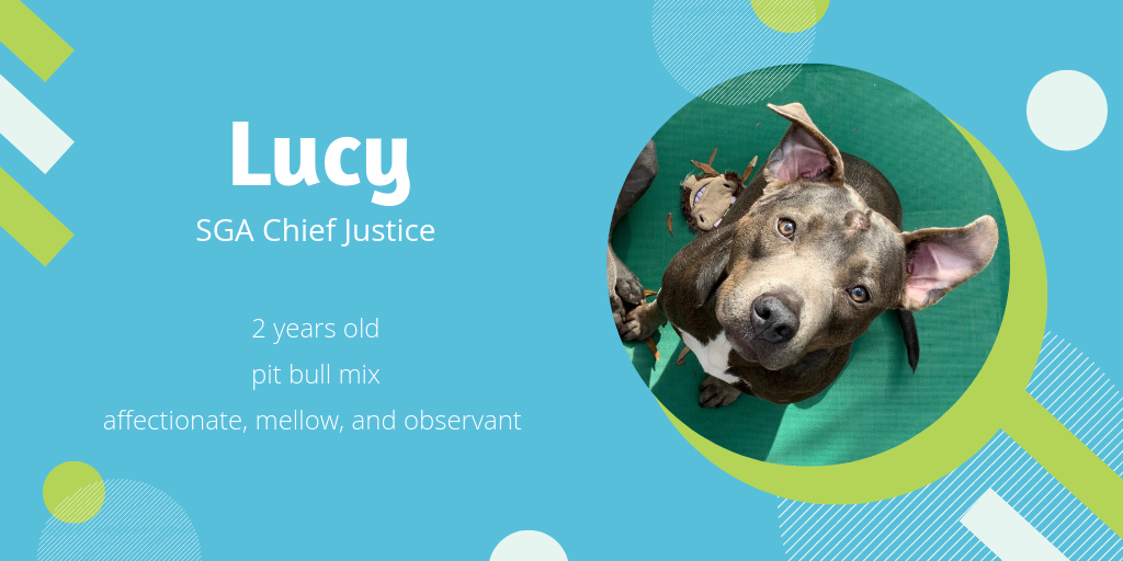 Photo of Lucy, a 2-year-old pit bull mix, who is affectionate, mellow, and observant. She should be SGA Chief Justice.
