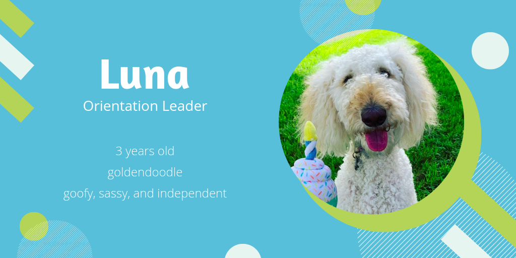 Photo of Luna, a 3-year-old goldendoodle who is goofy, sassy, and independent. She'd make a great orientation leader.