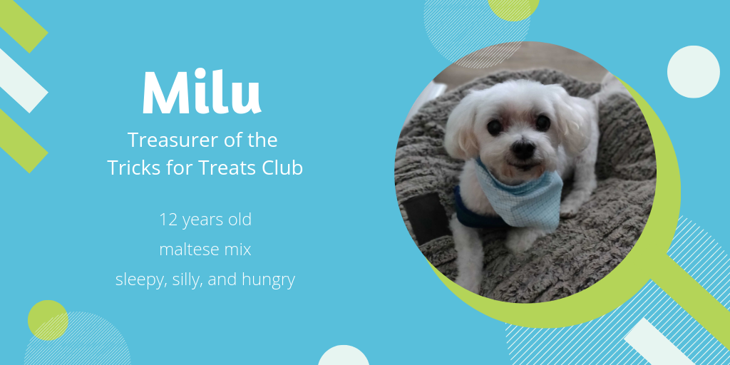  Photo of Milu, a 12-year-old maltese mix, who is sleepy, silly, and hungry. He'd be the treasurer of the Tracks for Treats Club.