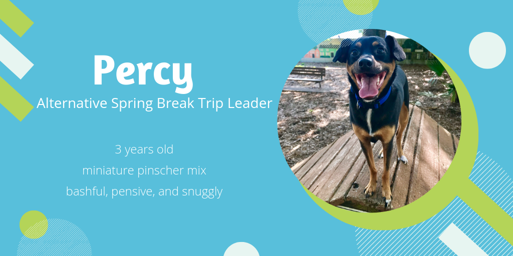 Photo of Percy, a 3-year-old miniature pinscher mix, who is bashful, pensive, and snuggly. He'd make a great alternative spring break trip leader. 