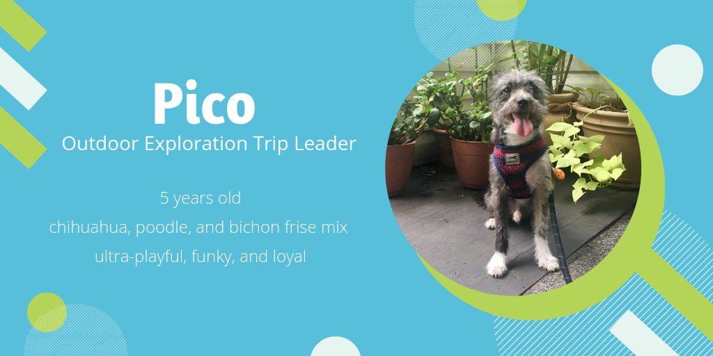 Photo of Pico, a 5-year-old chihuahua/poodle/bichon frise mix who is ultra playful, funky, and loyal. He'd make a great outdoor exploration trip leader.