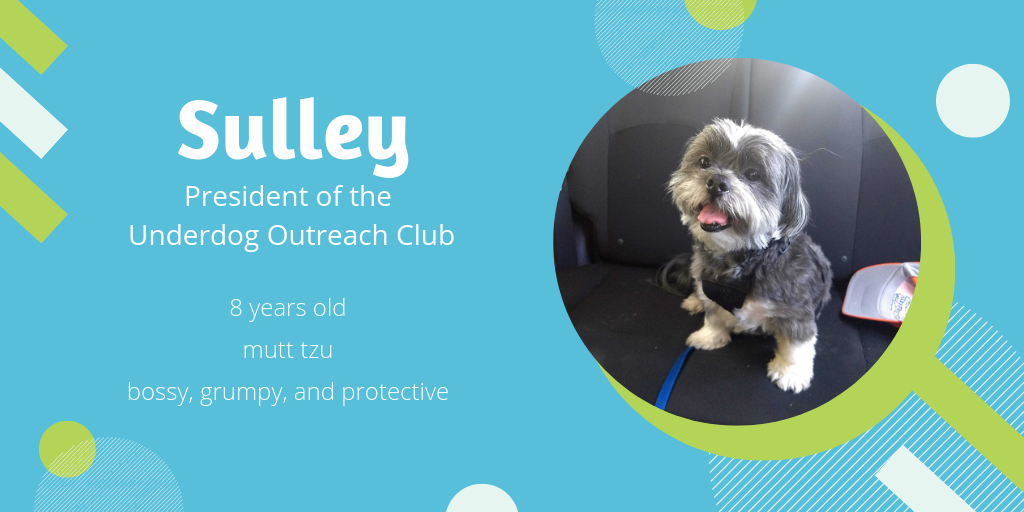 photo of Sulley, an 8-year-old mutt tzu, who is bossy, grumpy, and protective. He'd make a great president of the Underdog Outreach Club.